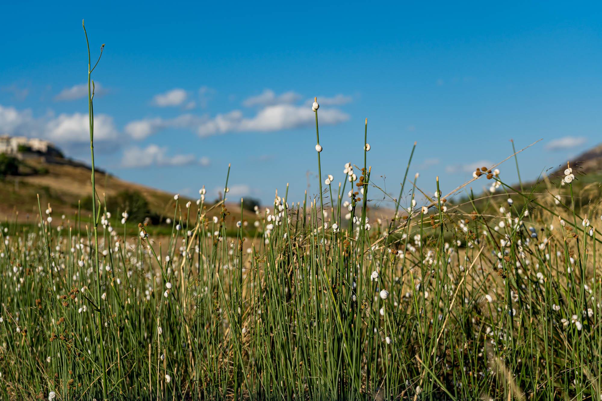 Destination Weddings: Sicily, The Place to Be